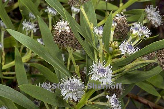 globularia salicina 4 graphic